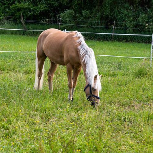 Vyjížďky na koních